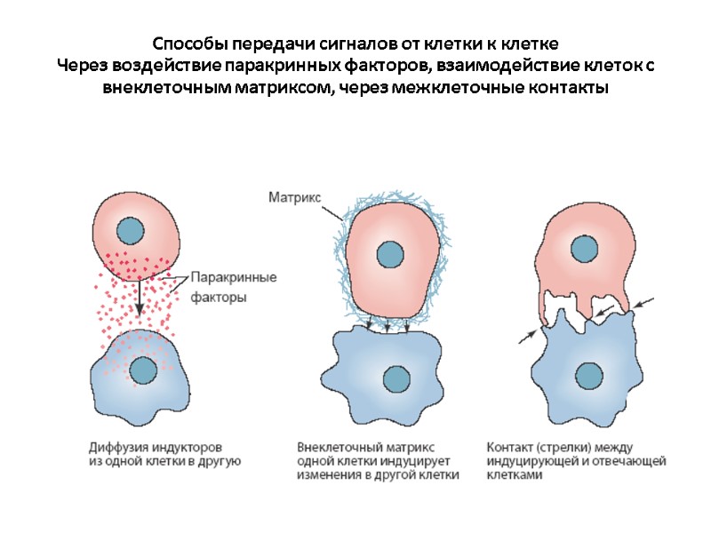 Способы передачи сигналов от клетки к клетке Через воздействие паракринных факторов, взаимодействие клеток с